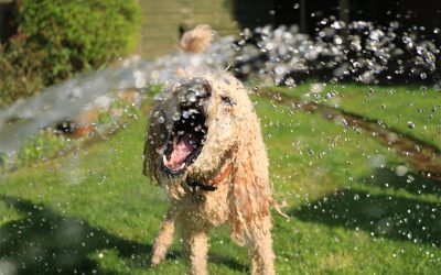 Vask af hund? Sådan vasker du din hund korrekt