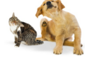 cat-dog-itch