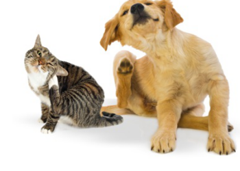 cat-dog-itch
