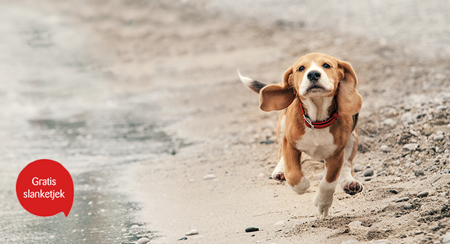 Penge gummi skud formel Motion forbedrer hundes liv | Få et gratis slanketjek