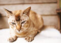 seniorcat