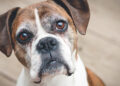 seniorhund