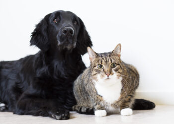 hund med kat
