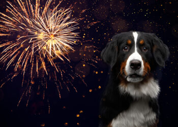 10 gode råd, for at undgå en stresset hund nytårsaften