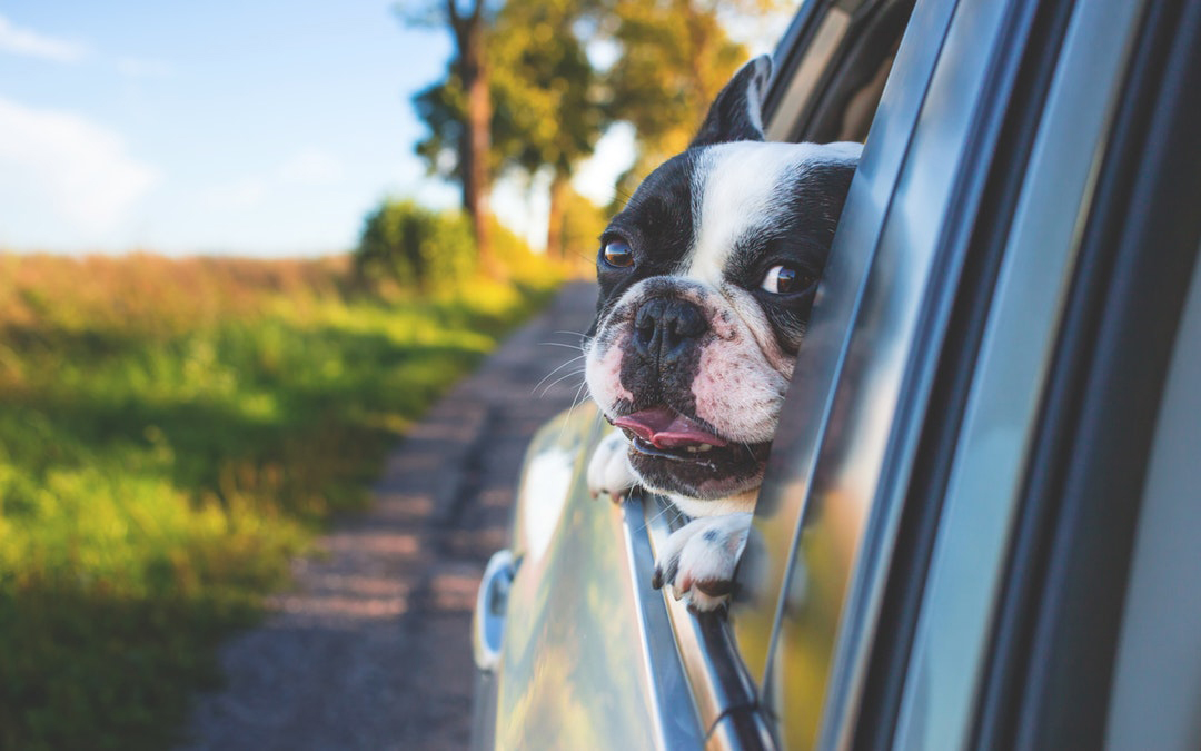 mumlende polet Arbitrage Bil Transport med Hunde