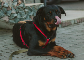 Hundesele eller Halsbånd? Det bør du vælge