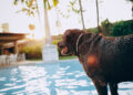 sommerferie hund