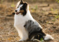 Fælder din hund meget? Få hjælpen her