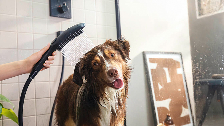 shampoo til hunde