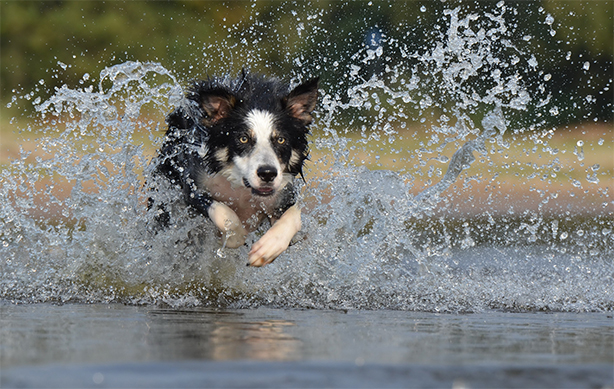 plisseret mandig Tidsserier Tager du din hund med ud at svømme? Så skal du være opmærksom på dette!