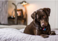 Hvorfor kaster min hund op?