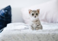 min kat kaster op