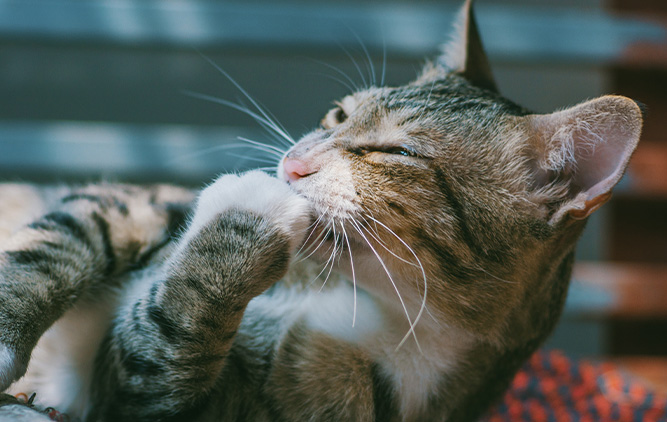 mundhule og tandproblemer hos kat