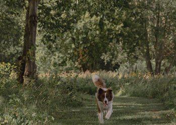 Hvepsestik & bistik hos hund og kat
