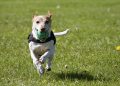 aktivering af hunde