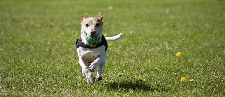 aktivering af hunde