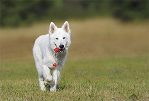 aktivering af hundehvalpe