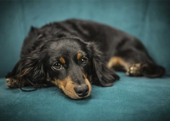 Fanconi Syndrom hos Hunde