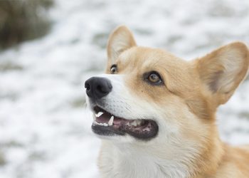 Guide til undersøgelse af din hunds mund